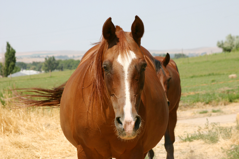 Übergewicht Pferd