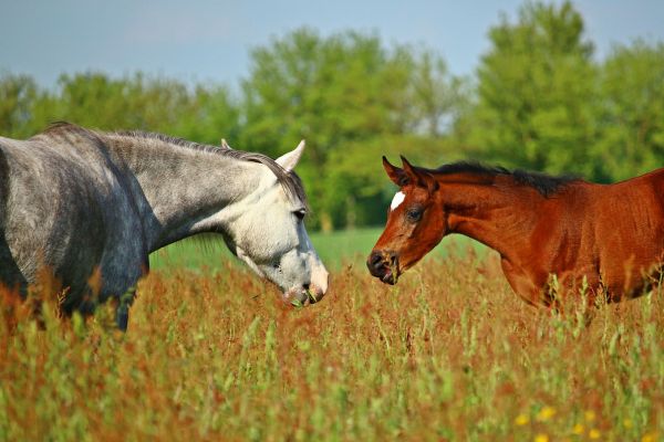 Unterschied Pony Pferd: 2 Pferde stehen voreinander auf Wiese