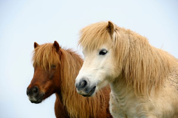 Unterschied Pony Pferd: Die bekanntesten Kleinpferde-/Ponyrassen