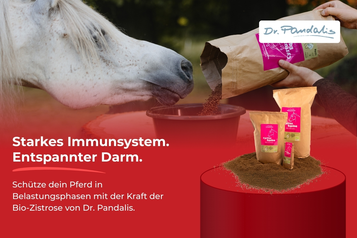 Produkt des Monats - CYSTUS EQUINE® I Dr. PANDALIS - Pferd schnüffelt an dem Futter, im Vordergrund sieht man das Produkt auf einem Podest hervorgehoben mit Logo