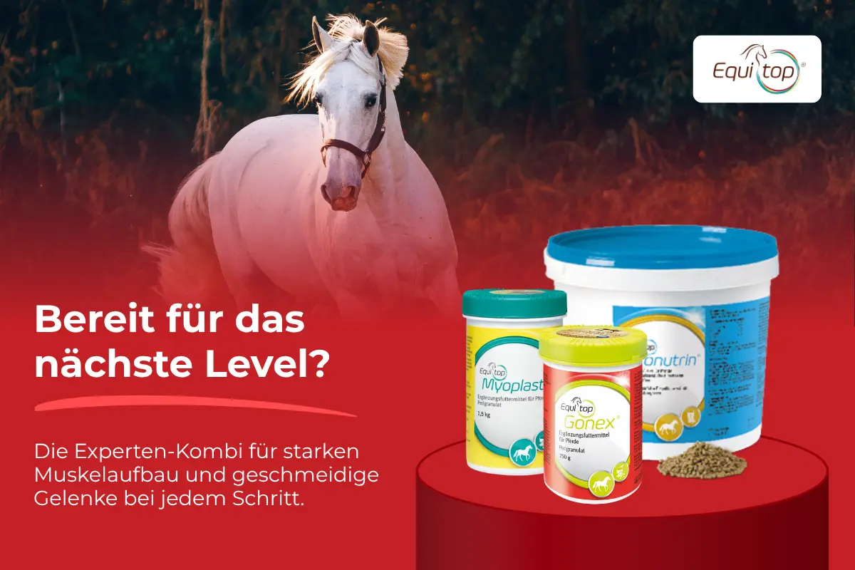 Produktempfehlung des Monats: Equi Top
