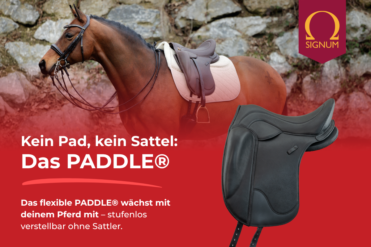Headerbild Produkt des Monats im Juli: PADDLE Sättel von Signum