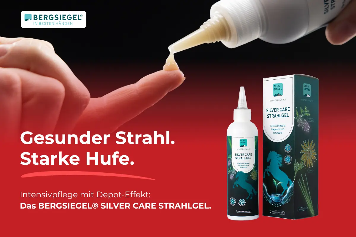 Produktwerbung für das „BERGSIEGEL SILVER CARE Strahlgel“ zur Hufpflege auf rot-schwarzem Hintergrund. Links steht der Slogan „Gesunder Strahl. Starke Hufe.“ sowie der Hinweis „Intensivpflege mit Depot-Effekt: Das BERGSIEGEL® SILVER CARE Strahlgel.“. Oben links ist das Logo der Marke „BERGSIEGEL IN BESTEN HÄNDEN“ platziert. Im oberen Bildbereich dosiert eine Hand das Gel aus einer Tube auf einen Finger. Rechts sind die weiße Gel-Flasche mit Präzisionsspitze und die dazu passende Verpackungsschachtel mit Pferdesilhouette abgebildet.
