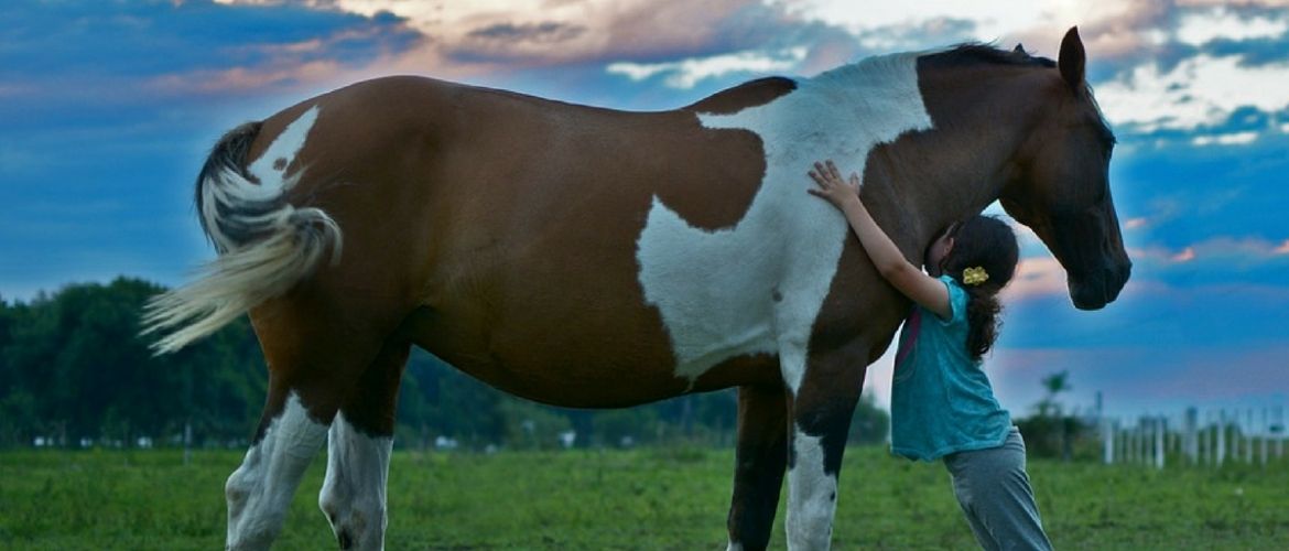 Vorteile vom Reiten: Braunes Pferd und junges Mädchen auf einer Wiese