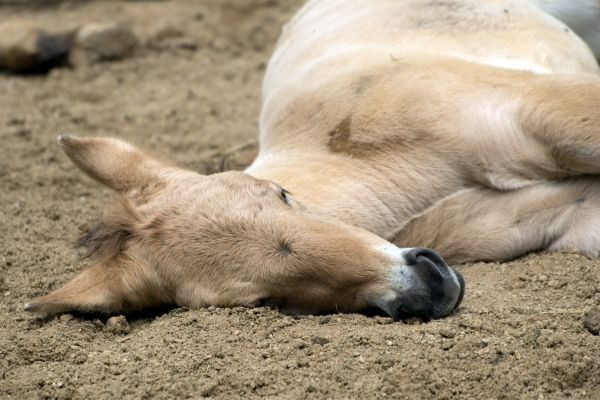 WFFS: Fohlen liegt auf Sand