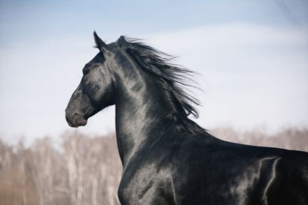 Hengstnamen: Schwarzes Pferd im Freien.