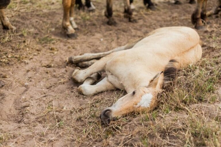WFFS (Warmblood Fragile Foal Syndrom) – Gendefekt bei Pferden