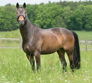 Pferd steht auf einer Wiese.