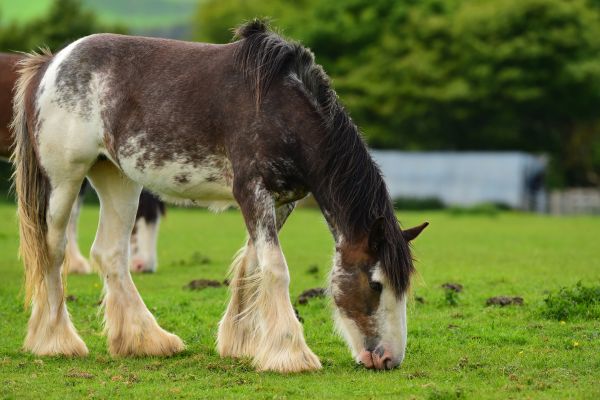 Die größten Pferde der Welt: Clydesdale frisst Gras
