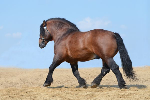 Die größten Pferde der Welt: Dutch Draft Horse läuft.