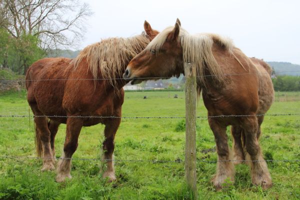 Die größten Pferde der Welt: 2 Percherons stehen hinter Zaun.