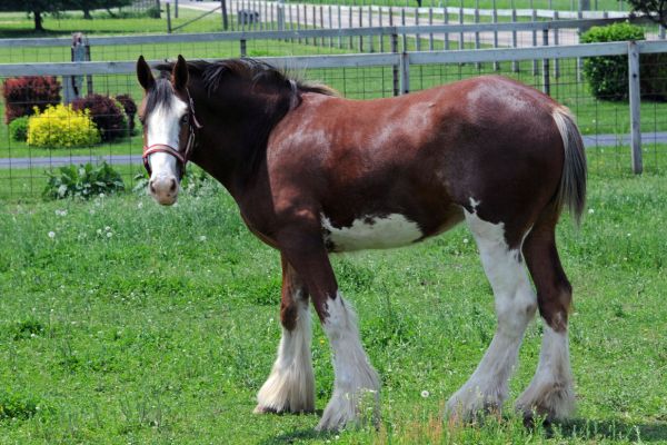 Die größten Pferde der Welt: Shire Horse steht auf gras