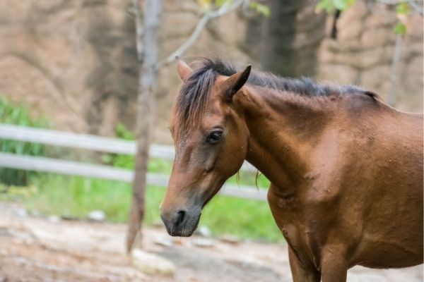 Weben: Pferd sieht krank aus