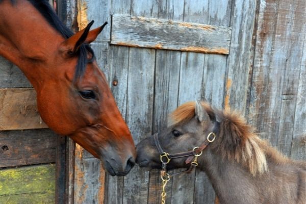 Weben: Pferd berührt Pony an der Nase