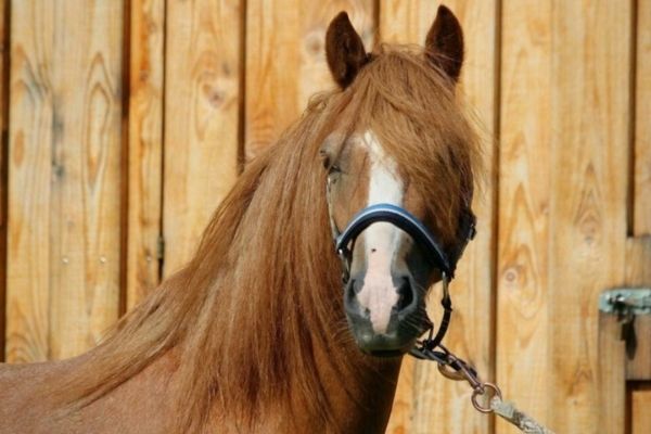 Welsh-A-Pony-Portrait