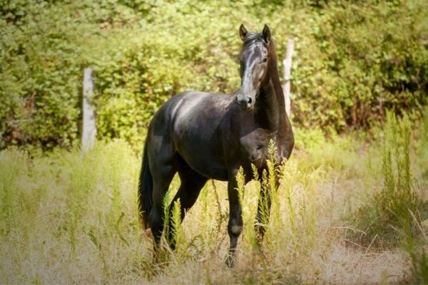 Pferd auf einer Wiese.