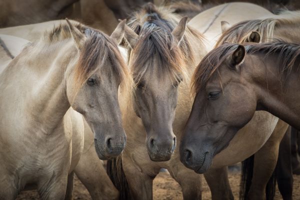 Wildpferde in Deutschland - drei Dülmener Wildpferde Kopf an Kopf. 