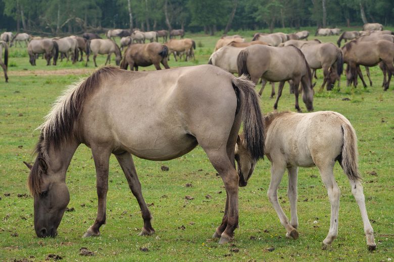 Wildpferde in Deutschland – diese gibt es!