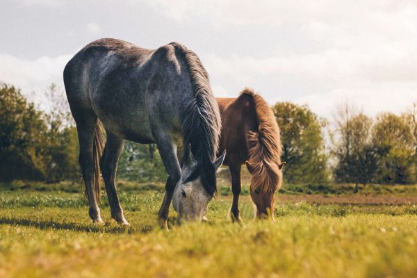 Wohnen mit Pferd: Pferde auf der Weide