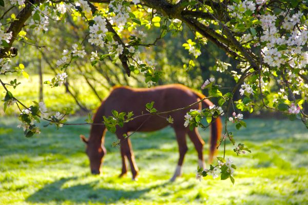 Wohnen mit Pferd: Pferd grast