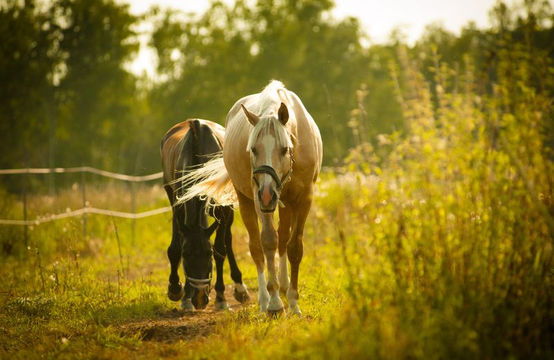 Wohnen mit Pferd – so wird der Traum wahr!