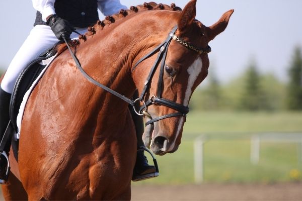 Stutenleistungsprüfung: Pferd wird auf einem Reitplatz geritten