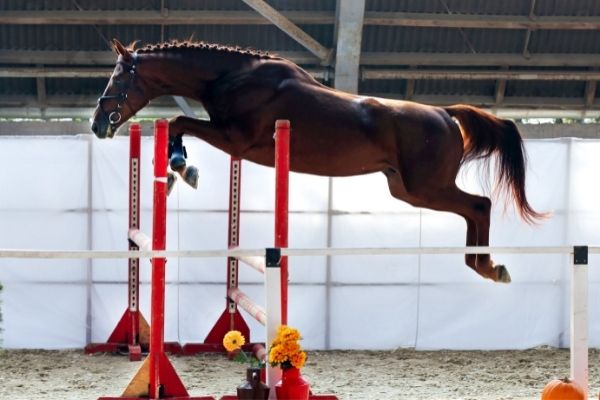 Stutenleistungsprüfung: Stute springt über ein Hindernis