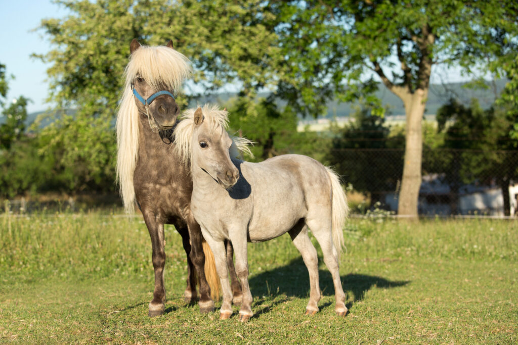 American Miniature Horse: Mutter und Fohlen
