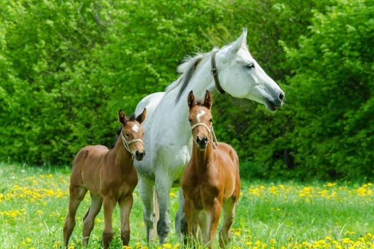 Zwillingsfohlen – Warum Zwillinge bei Pferde so selten sind