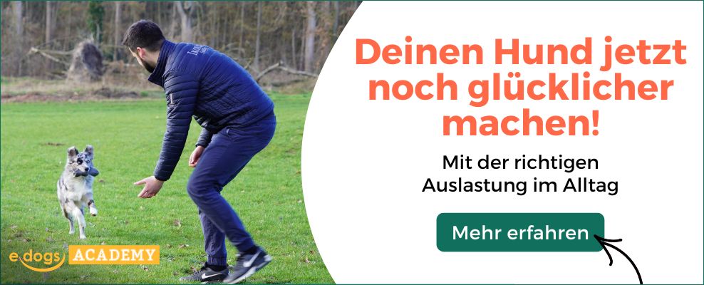 Reitbegleithund: Trainieren mit der edogs Academy