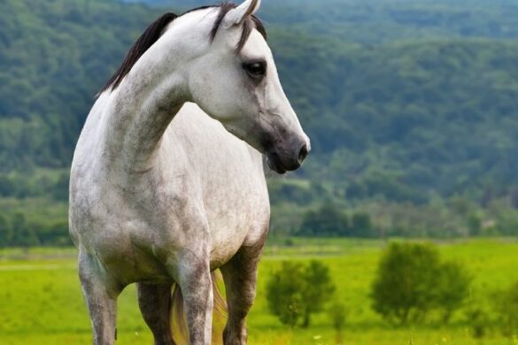 Pferderassen - ehorses Magazin