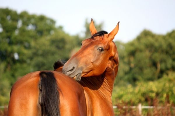 Allergien beim Pferd: Pferd kratzt sich am Rücken