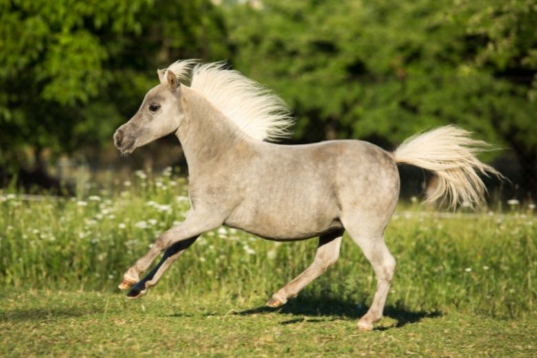 American Miniature Horse