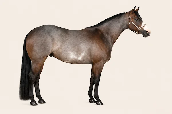 American Paint Horse in der Farbe Bay Roan (Bay Roan)