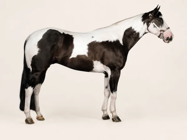 American Paint Horse in der Farbe Rappe (Black)