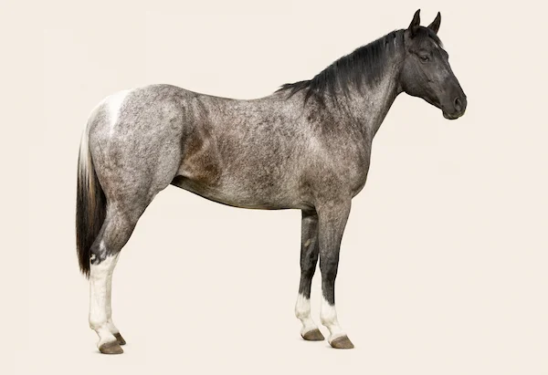 American Paint Horse in der Farbe Blue Roan (Blue Roan)