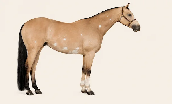 American Paint Horse in der Farbe Buckskin (Buckskin)