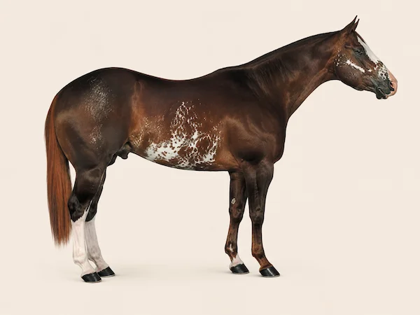 American Paint Horse in der Farbe Fuchs (Chestnut)
