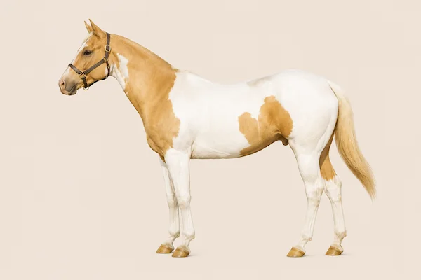 American Paint Horse in der Farbe Gold Champagne (Gold Champagne)
