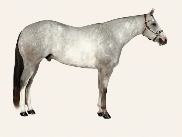 American Paint Horse in der Farbe Schimmel (Gray)