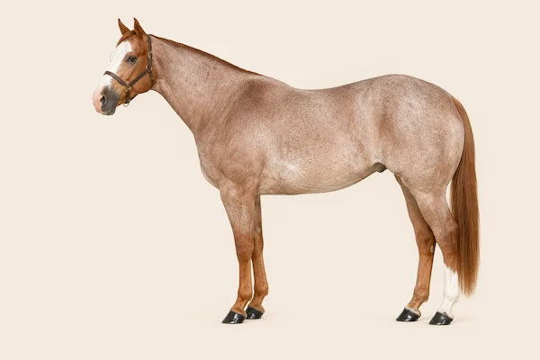 American Paint Horse in der Farbe Red Roan (Red Roan)