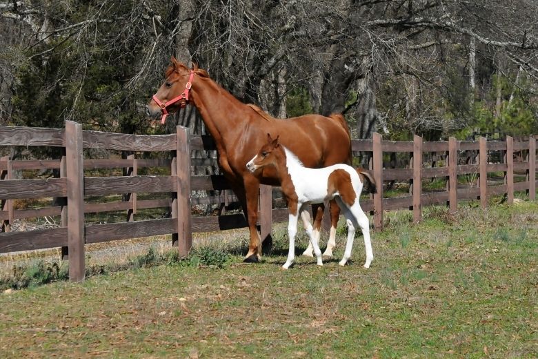 American Saddlebred