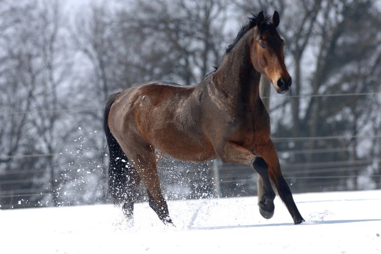 American Standardbred