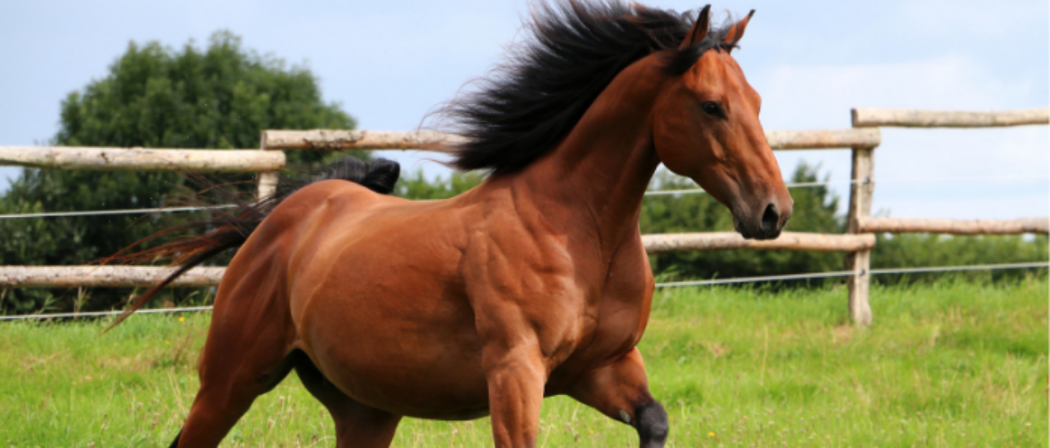 Muskelaufbau beim Pferd und was Aminosäuren damit zu tun haben