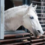 Ankaufsuntersuchung: Pferd schaut aus einer Pferdebox hinaus