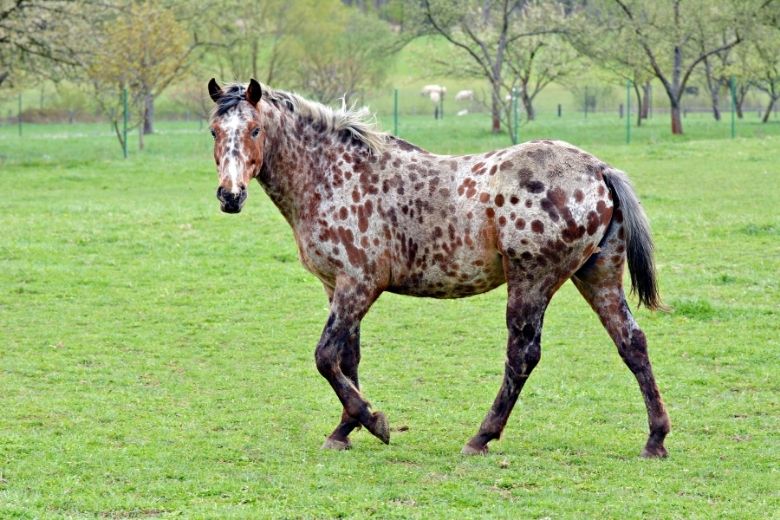 Appaloosa