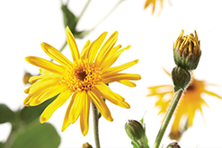 Arthrose Arnica