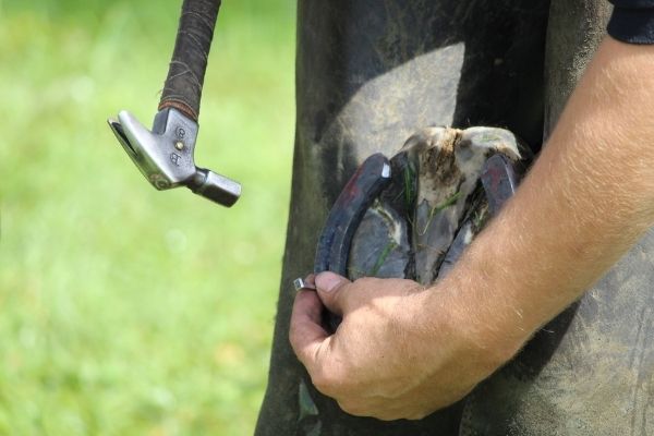 Arthrose Pferd: Schmied beschlägt Pferd