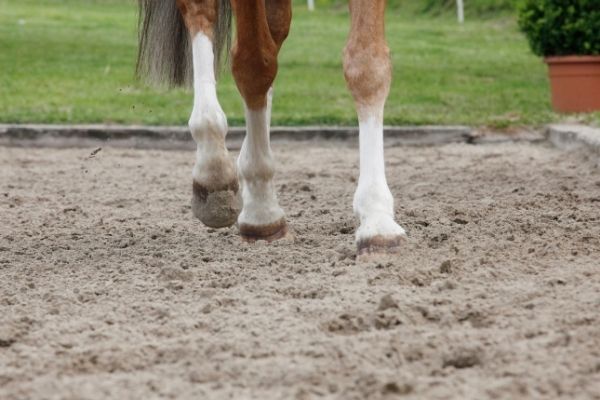 Arthrose Pferd: Pferdebeine