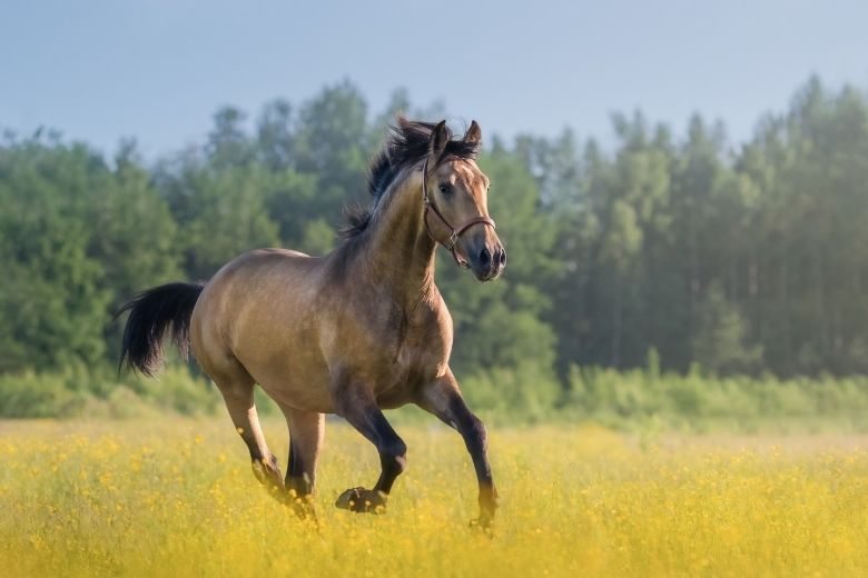 Arthrose beim Pferd – Ursache, Symptome & Therapiemöglichkeiten